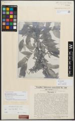 Foto von Salix neodaviesii Bornm. & Goerz